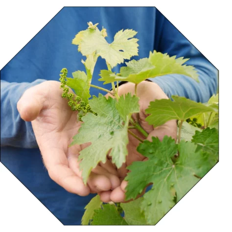 Dans la paume de sa main, un homme nous montre une feuille de vigne du Beaujolais et une grappe de raisin au stage de nouaison.