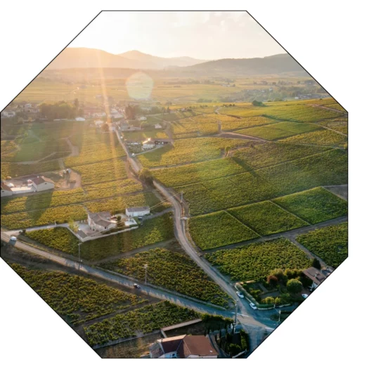 Les paysages vallonnés du Beaujolais mis en lumière à travers cette vue aérienne du vignoble.