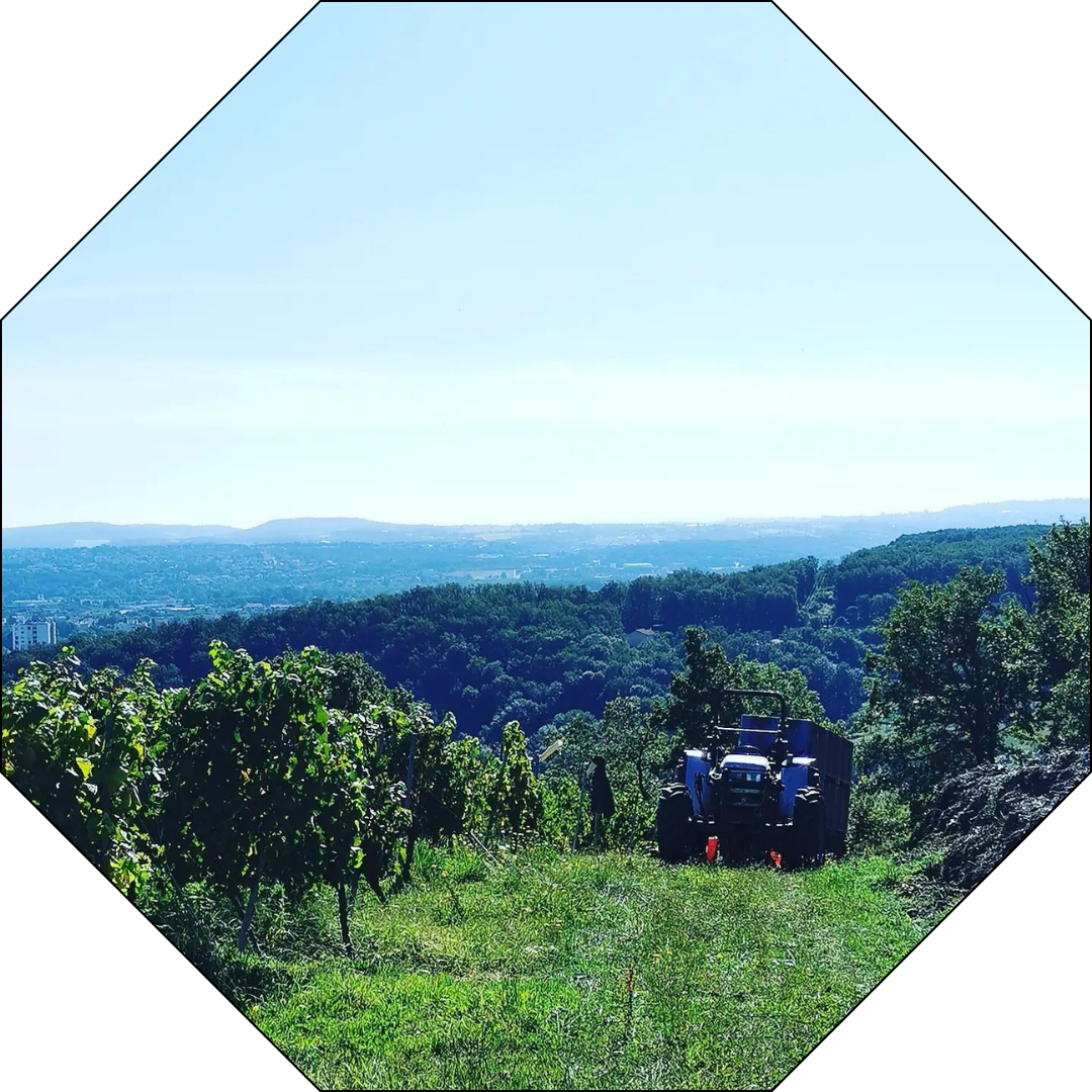 Le tracteur de Yann Fangeat au travail sur une parcelle des Coteaux du Lyonnais, entouré de vignes luxuriantes en été, avec en arrière-plan les Monts du Lyonnais sous un ciel dégagé.