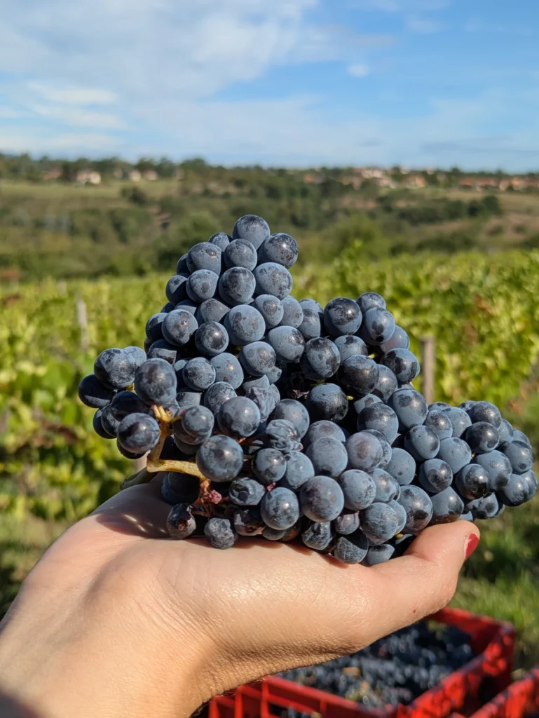 Grappe de raisin Gamay mûre tenue à la main dans le vignoble du Beaujolais. Crédits Les Epicurieuses