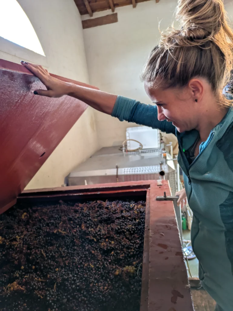 Vigneronne observant la macération des raisins dans une cuve de fermentation.